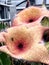 Bug on a petal of a Carrion Flower Stapelia Blossom