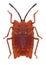 Bug Pycanum rubens