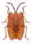 Bug Pycanum rubens