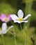 Bug Resting White Sabatia Flower