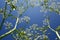 Bug`s eye view of cow parsley flowers