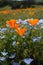 Bug\'s Eye View Vertical: California Poppy, Baby Blue Eyes, and Goldfields