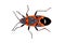 Bug Small Milkweed Bug Lygaeus kalmia red black with heart