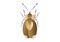 Bug Stephanitis Pyri Vector Art isolated on White Background