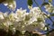 Buganvilla, bugambilia shrub branches in bloom