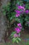 Bugenvil flower in the garden