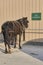Buggy horse tied to hitching post