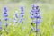 Bugle Ajuga reptans in the natural environment