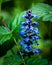 Bugle in flower