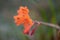 Bugle lily, Watsonia pillansii, orange flowers