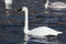 Bugler, Trumpeter, Swan, Cygnus buccinator