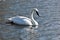 Bugler, Trumpeter, Swan, Cygnus buccinator