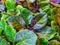 The bugleweed plant is an ornamental plant that has green leaves with purple gradations