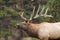 Bugling Bull Elk Close Up