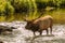 Bugling Bull Elk in Stream