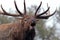 Bugling Elk Close Up