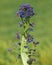 Bugloss or Alkanet plant with abnormal growths