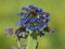 Bugloss or Alkanet plant with abnormal growths, Anchusa officinalis