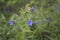 Buglossoides purpurocaeruleum in bloom