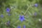 Buglossoides purpurocaeruleum in bloom