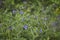 Buglossoides purpurocaeruleum in bloom