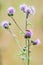 Bugs on a blooming thistle at the edge of the field.