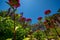 Bugs eye view of flowers in a garden