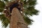 Bugs eye view of a tall and proud palm tree