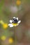 Bugs on flower macro portrait fifty megapixels