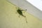 Bugs life grasshopper on the wall