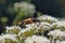 Bugs on pollen on flowers of chamomile.