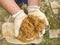 Builder hands holding wet yellow sand in working safety gloves.