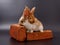 builder\\\'s day, symbol of the year easter rabbit on a building brick tile on a black background