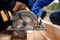 Builder uses portable circular saw tool to cut wood