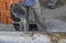 Builder worker wetting concrete with bucket of water 2