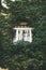 Building facade with window surrounded with lush ivy