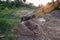 Building Machines: Digger loading trucks with soil. Excavator loading sand into a dump truck. Work in the quarry.