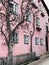 Building with pink wall spray painted texture concrete background with dry tree and fence decoration
