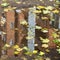 Building is reflected in puddle with fallen leaves