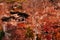 Building on rock cliff at Yamadera Risshaku ji temple, Yamagata - Japan