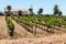 Building in Vineyard at Adobe Guadalupe Winery in Ensenada, Mexico