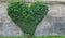 Building wall in Salzburg covered by green leaves of creeping plants shaped as heart