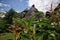 Buildings made of bamboo in the jungle