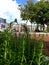 Buildings rising above the grass on the street in Den Haag.