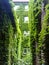 Buildings in vines. Green shoots rise up the walls of the houses. Climbing plants create an enigmatic, fabulous look to urban