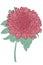 Built-in single lush flower. Large garden flower of red-pink color.Vector.