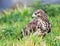 Buizerd, Common Buzzard, Buteo buteo