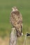 Buizerd, Common Buzzard, Buteo buteo