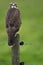Buizerd, Common Buzzard, Buteo buteo