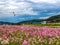 Bukcheon Cosmos and Buckwheat Flower Festival in Hadong, Gyengsangnamdo, ,South Korea